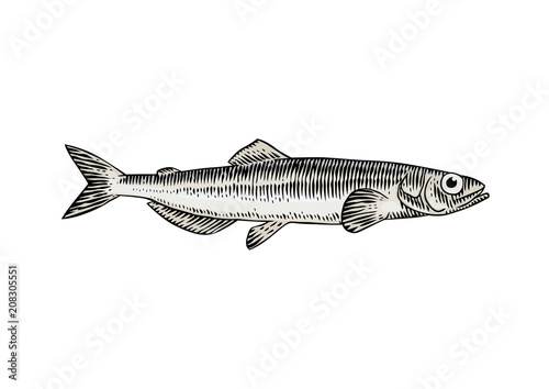 Live capelin
