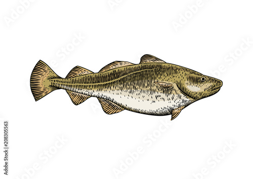 Live fish