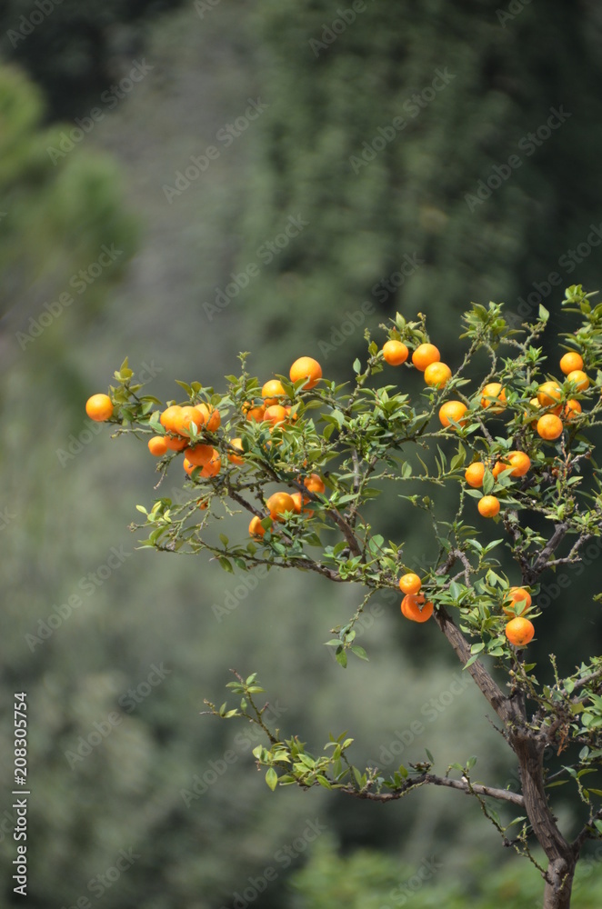 orange branch lemon sun 