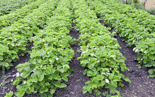 Rows of white flowering strawberry plants in a summer garden .