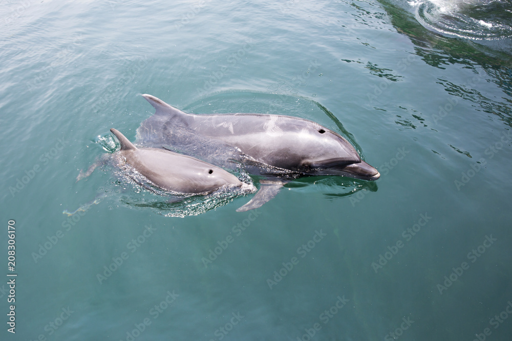 Fototapeta premium Mother and baby dolphins swimming side by side 