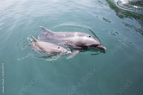 Mother and baby dolphins swimming side by side  