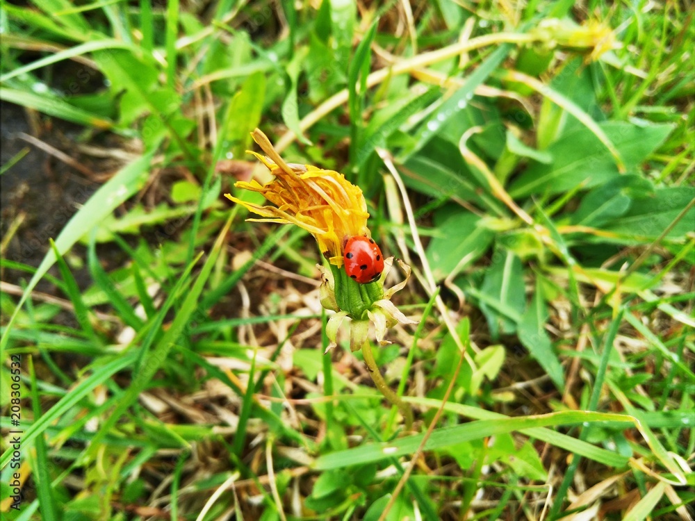The ladybug is wet after the rain sits on a dandelion flower The ladybug is wet after the rain sits on a dandelion flower