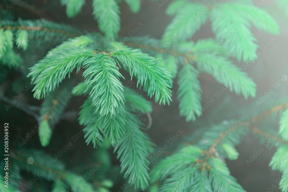 Background texture of fluffy tree branches for a Christmas card, young branches of a Christmas tree Background texture of fluffy tree branches for a Christmas card, young branches of a Christmas tree