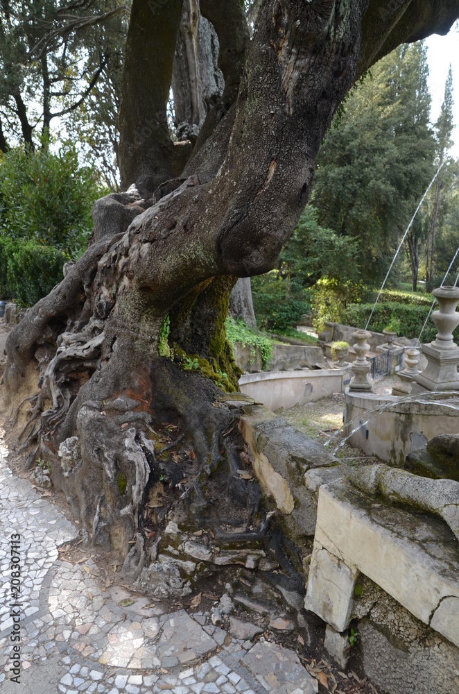 old tree old tree
