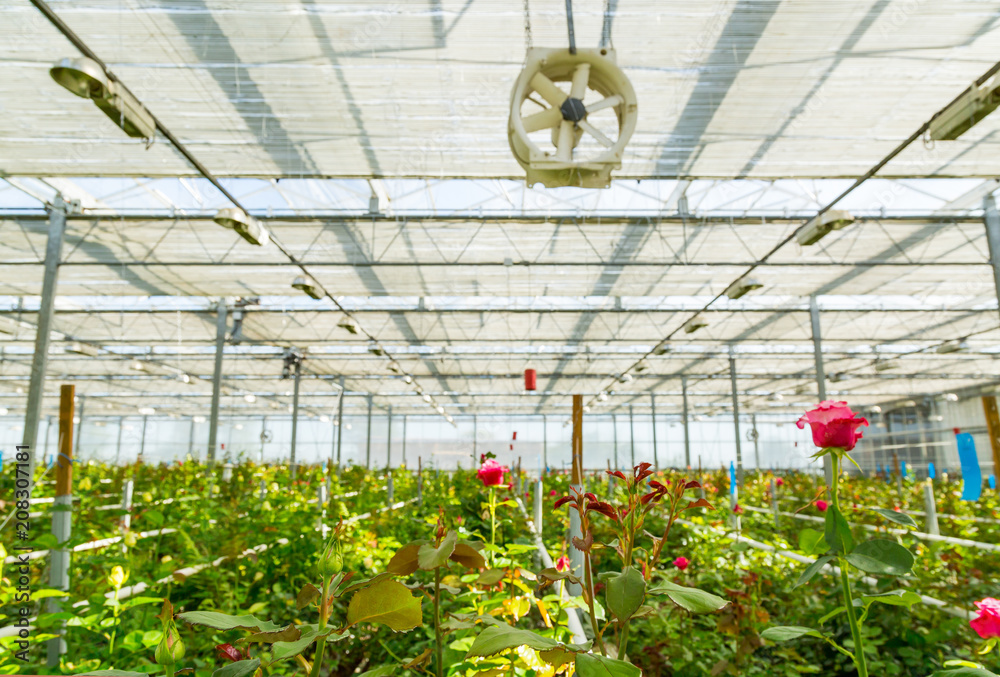 Obraz premium Rose tree grow in modern greenhouse under artificial growlight