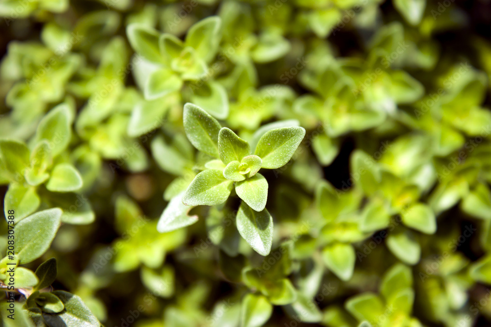 Creeping Thyme Creeping Thyme