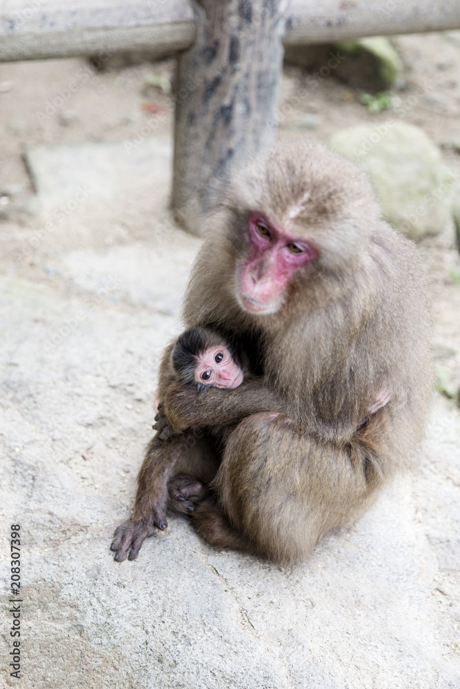Naklejka premium Mother and baby Japanese Monkeys