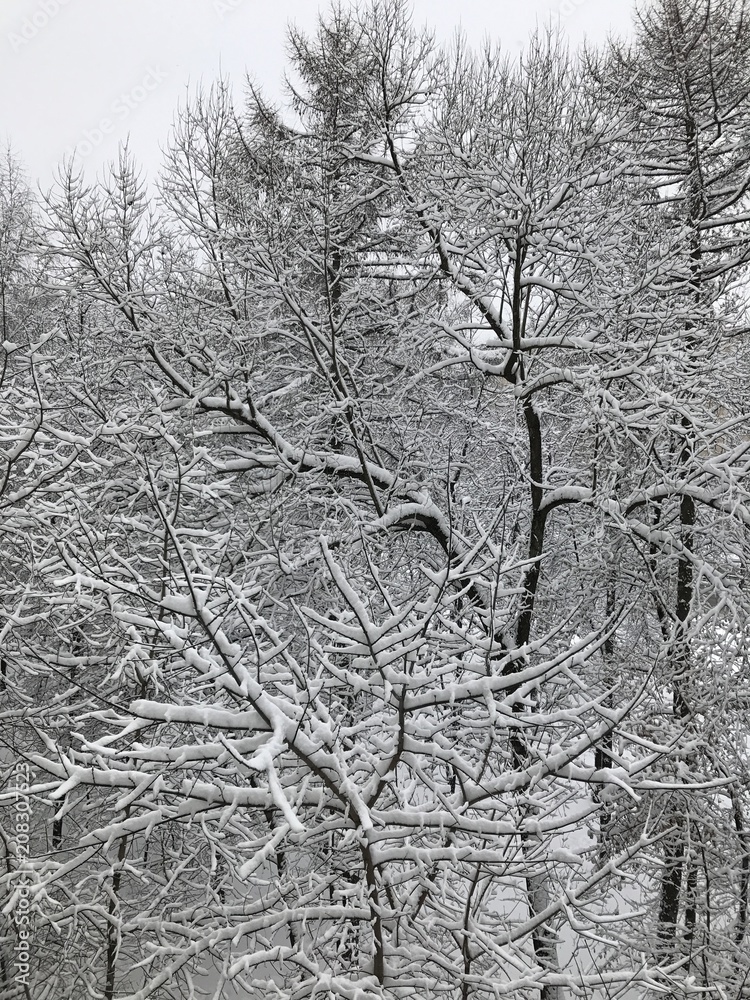 Winter trees Winter trees