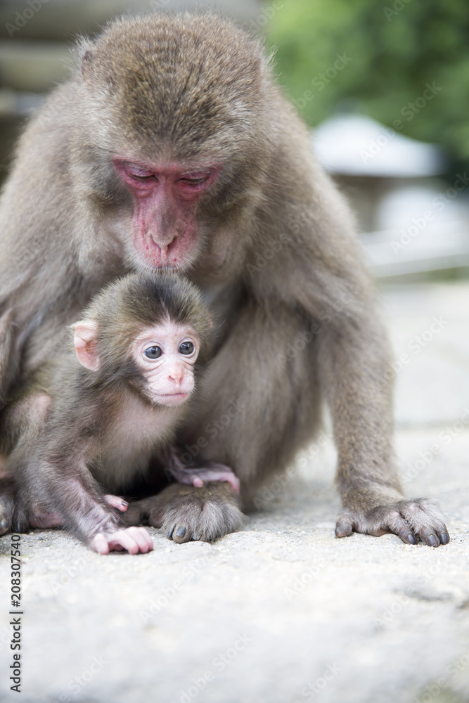 Mother and baby Japanese Monkeys