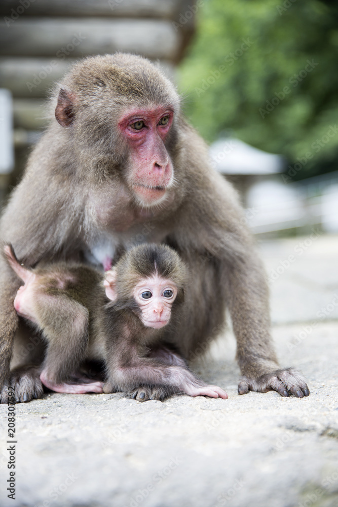 Mother and baby Japanese Monkeys Mother and baby Japanese Monkeys