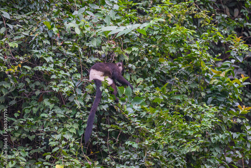 Monkeys endangered species is hard to find. Delacour's langur, or Delacour's lutung (Trachypithecus delacouri) monkey at  Van Long Nature Reserve, Vietnam. 300 individuals of critically endangered.
