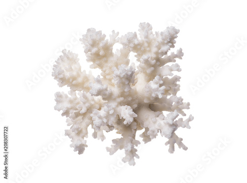 coral isolated on a white background