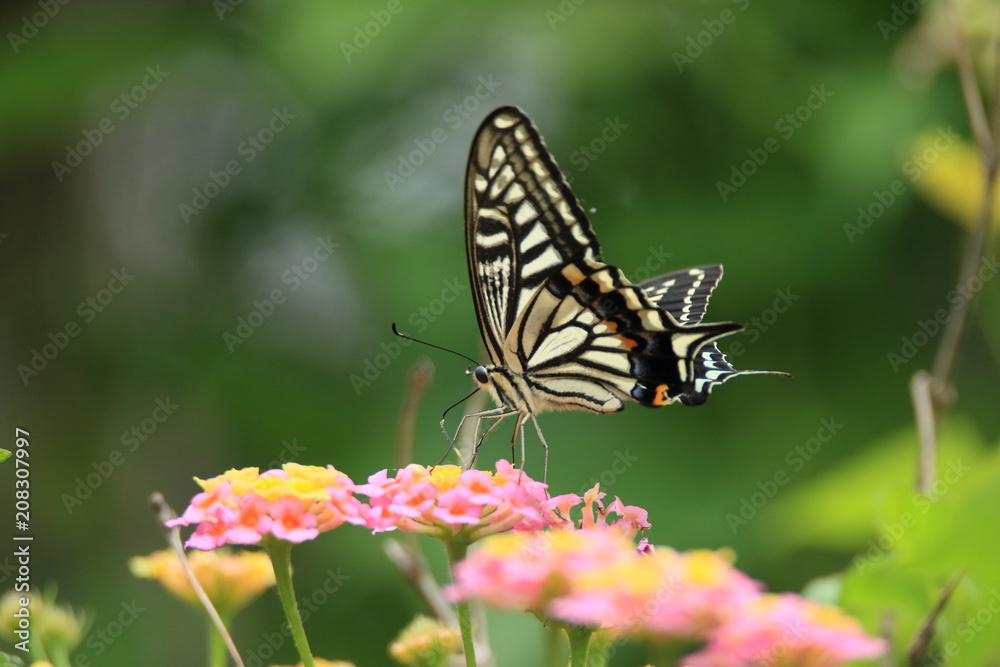 アゲハチョウ アゲハチョウ