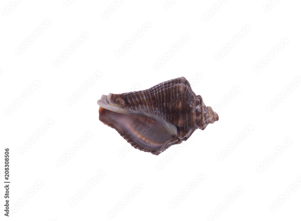 seashell isolated on white background seashell isolated on white background