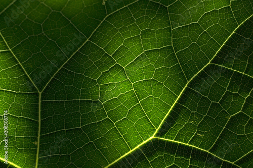 Sombras en la hoja de chayote