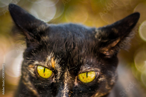 Cats of Street