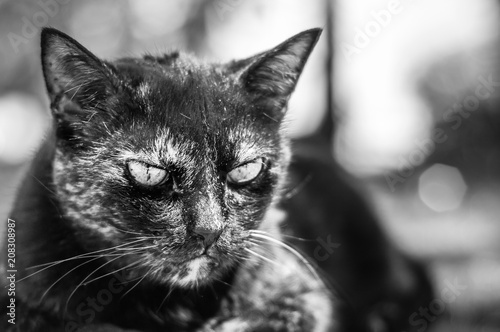 Cats of Street