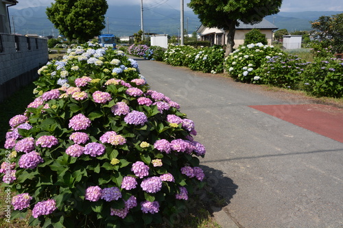 Hydrangea in full blooming rural area