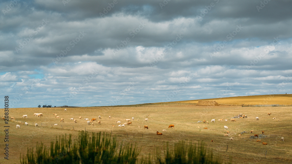 Herd of cows pasturing in alentejo field, southern Portugal