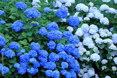 アジサイの花