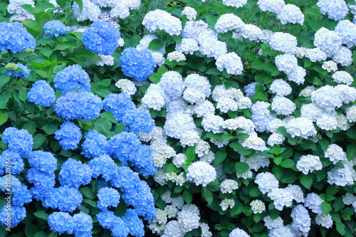 アジサイの花