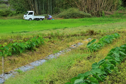 軽トラのある風景　竹を採るシニア