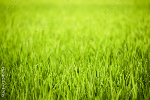 Close-up view of a green rice field in southern India, Hampi, Karnataka.