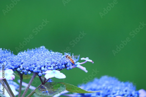 ガクアジサイの花とハナアブ