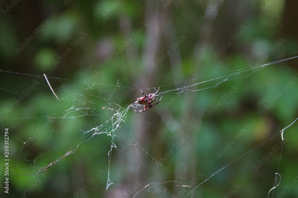 Spider!! Spider!!