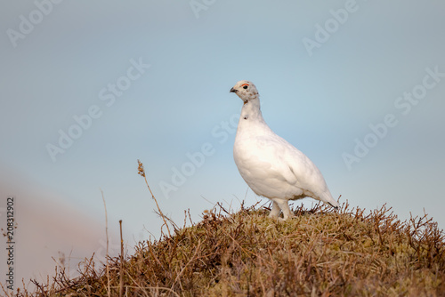 Female of Willow Ptarmigan - Lagopus lagopus - on Kvaloya island on Sommaroya photo
