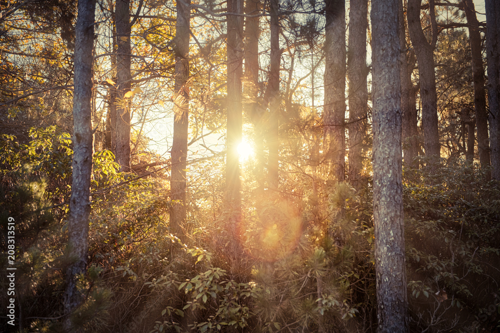 Obraz premium Autumn brown golden vintage forest trees in autumn with orange leaves and sun rays sunburst glade through center, flare, silhouette in morning countryside concept in West Virginia