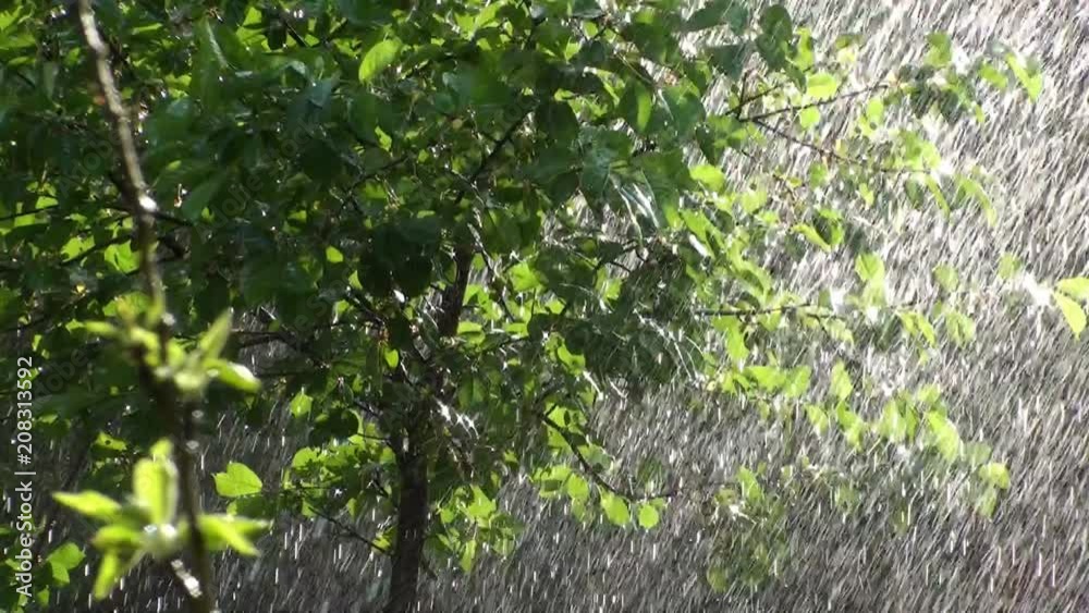 Summer Rainfall Background Video Summer Rainfall Background Video