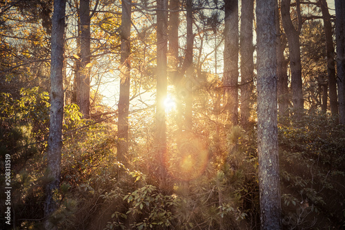 Autumn brown golden vintage forest trees in autumn with orange leaves and sun rays sunburst glade through center  flare  silhouette in morning countryside concept in West Virginia