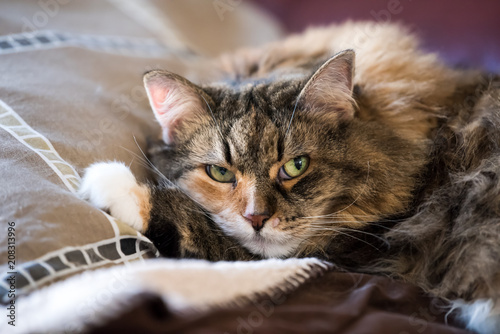 Grumpy unhappy Maine Coon cat closeup lying on living room red couch in home with fluffy paw on pillow looking, open green eyes © Andriy Blokhin