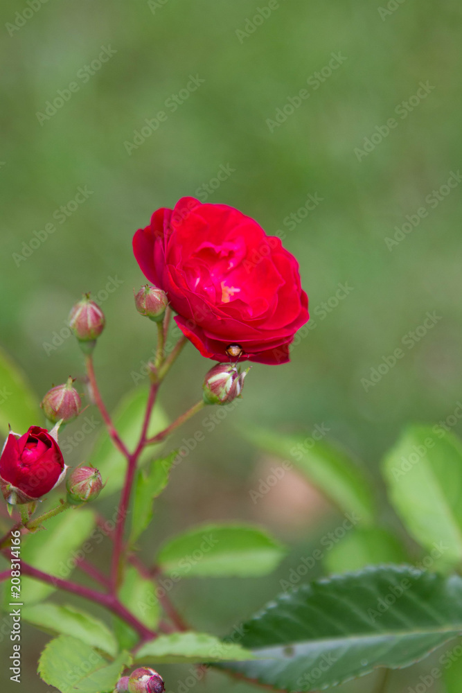 Obraz premium Rose