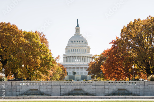 Fototapeta Naklejka Na Ścianę i Meble -  View of United States Congress Capitol building framed by alley of golden orange yellow foliage autumn fall trees on street road during sunny day in Washington DC
