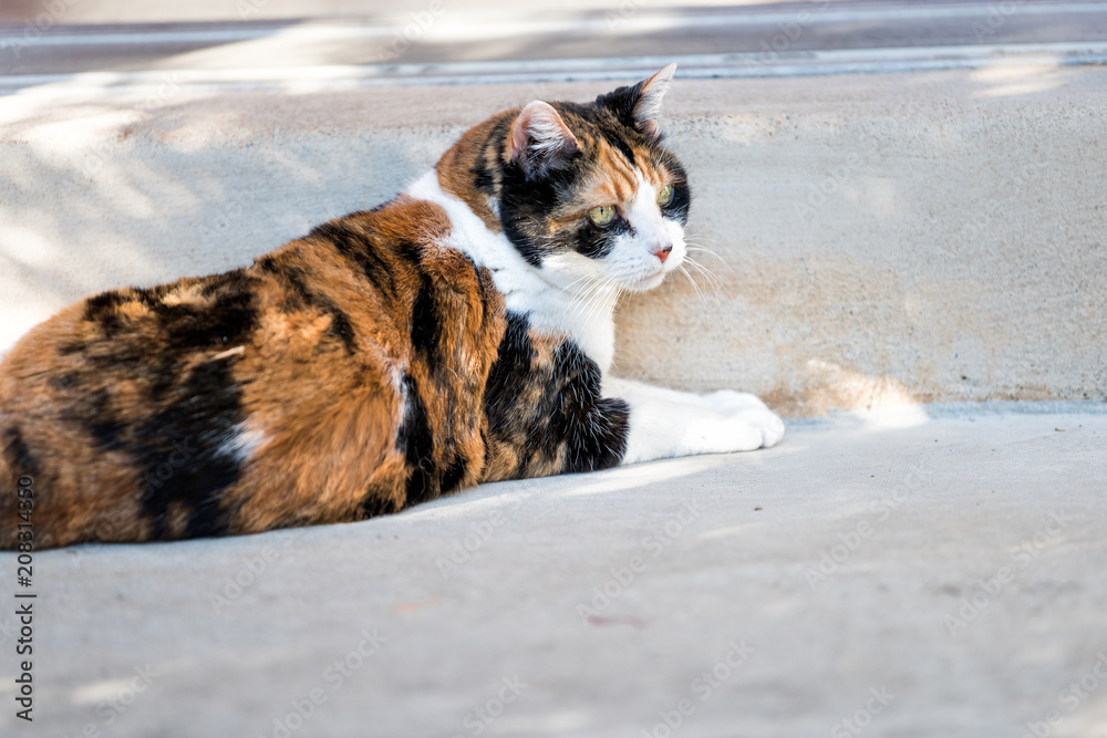 One calico cat face closeup lying down outside porch on front yard by entrance to house during sunny day, green eyes One calico cat face closeup lying down outside porch on front yard by entrance to house during sunny day, green eyes