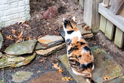 Calico cat outside back sitting on wet green moss rocks curious hunting eyes on porch, front or back yard of home or house winter autumn season watching