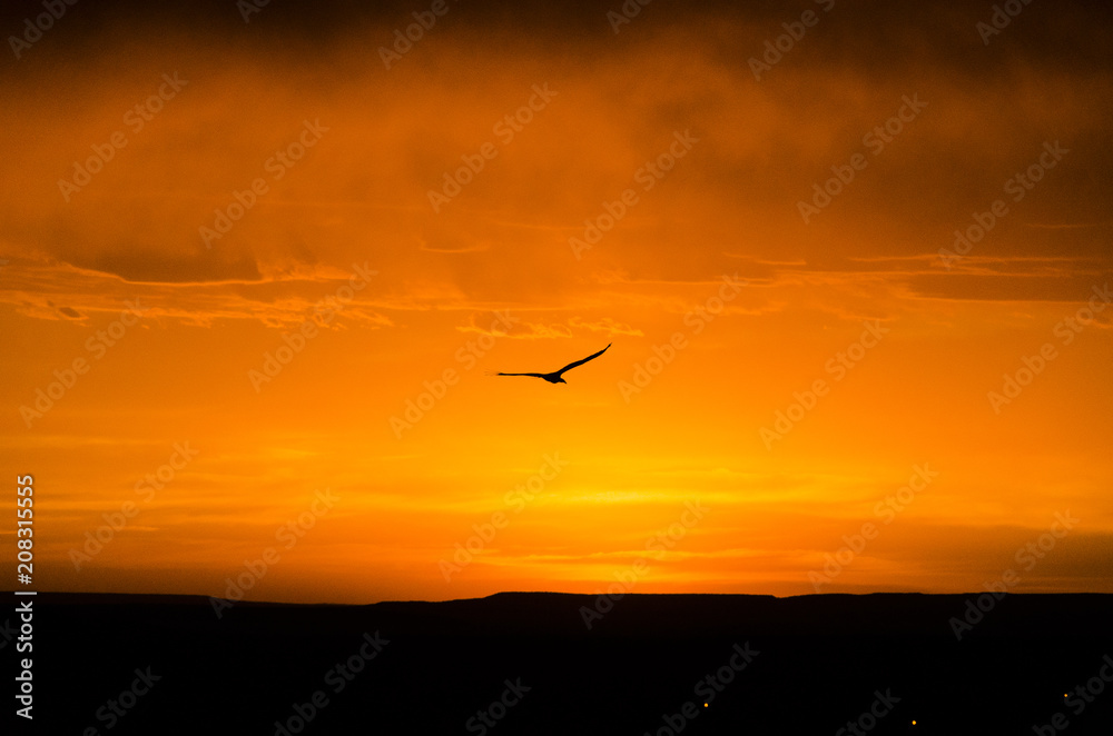 bird flying to the sunset