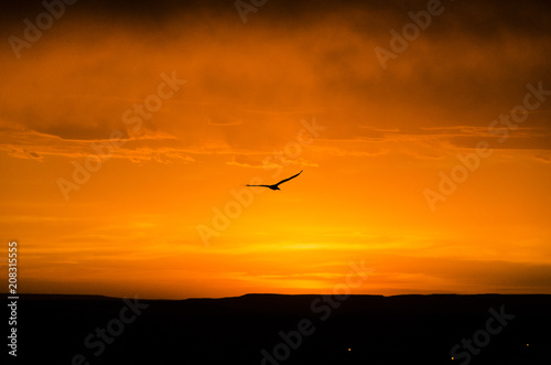 bird flying to the sunset