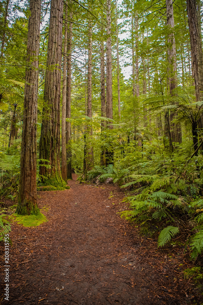 Obraz premium red wood forest landscape