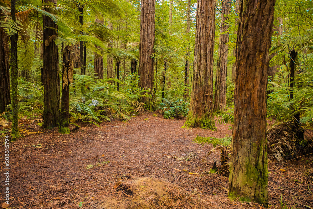 Obraz premium red wood forest landscape