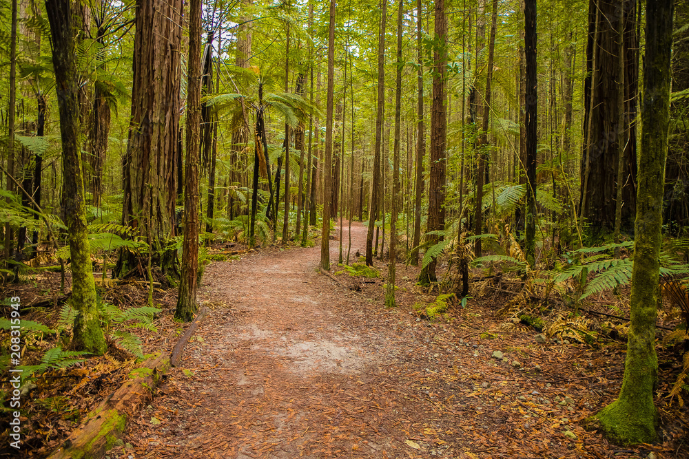 Obraz premium red wood forest landscape