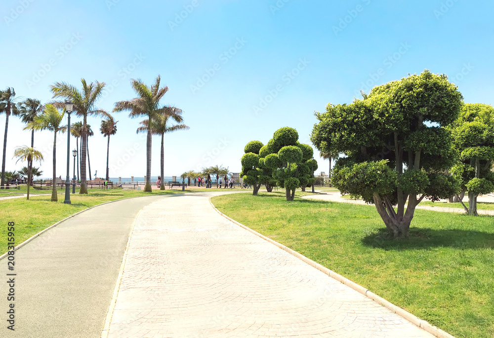 Park with trees, palms on a summer sunny day, blue sky background