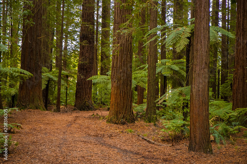 red wood forest landscape