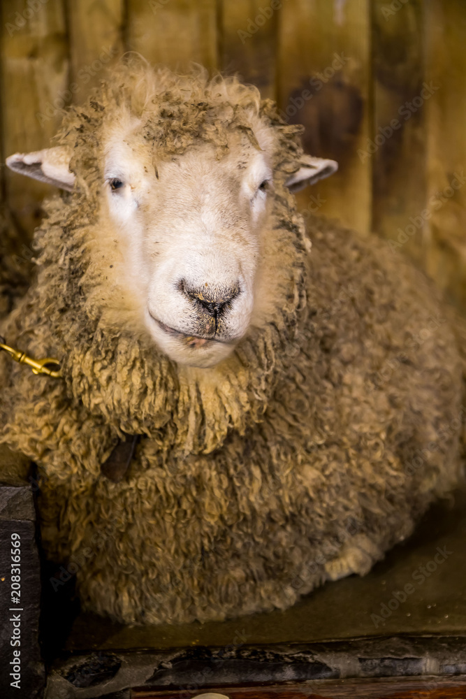 sheep exhibition and sheep show in new zealand, merino and other breeds