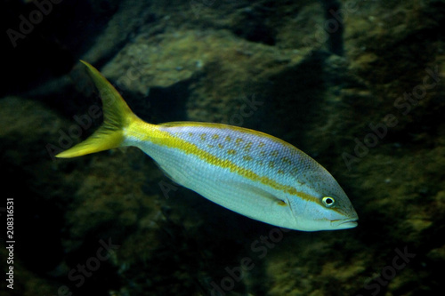  Yellowtail snapper (Ocyurus chrysurus).