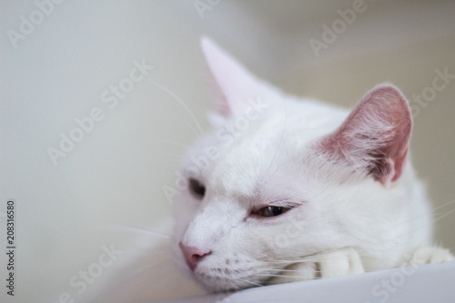 Thinking  Cat