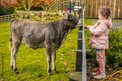 outdoor portrait of kids taking care and feeding a cow on a farm